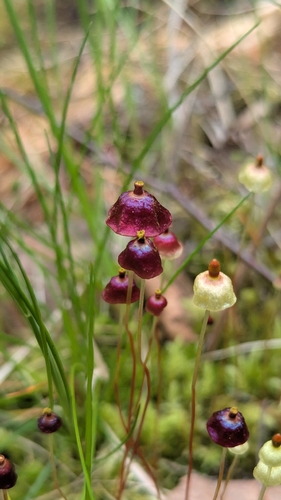 Brilliant Red Dung Moss
