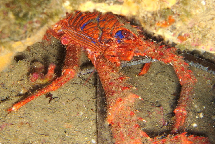 Galathea