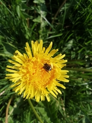 Oxythyrea funesta