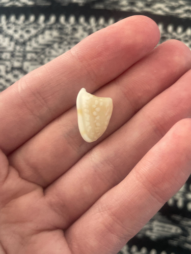 Marginella guttata, 2026-05-22