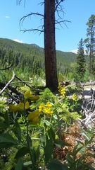 Thermopsis montana