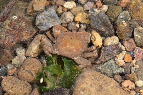 Acmaeopleura parvula observed 2026-05-23
