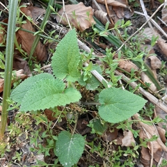 Stachydeae