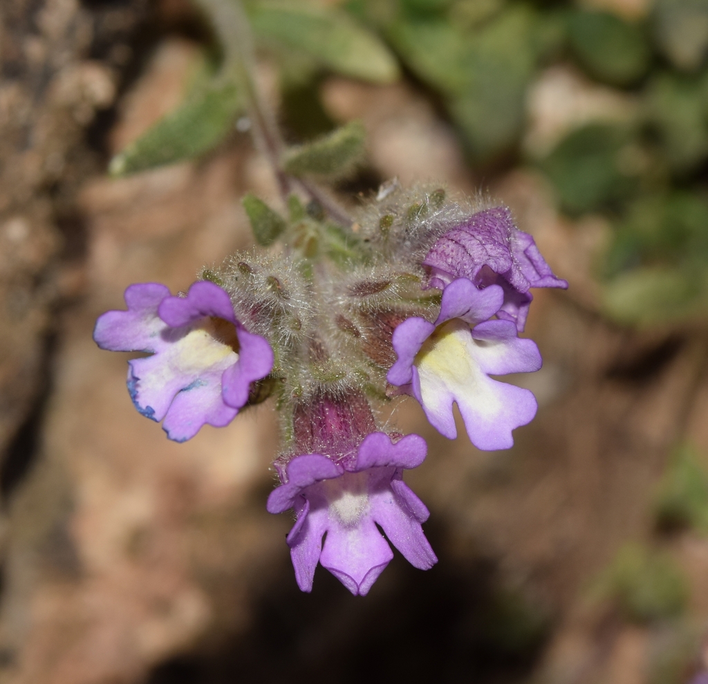 Chaenorhinum macropodum