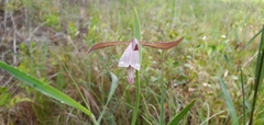 Cleistesiopsis
