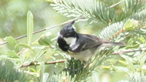 Coal Tit