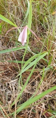 Cleistesiopsis