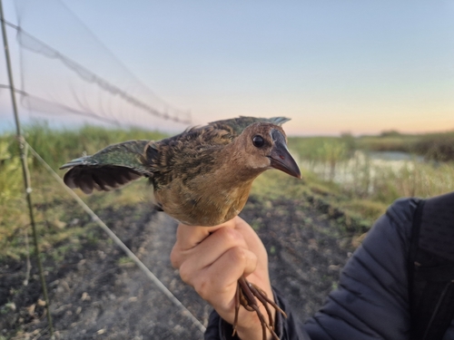 iNaturalist image