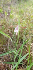 Cleistesiopsis