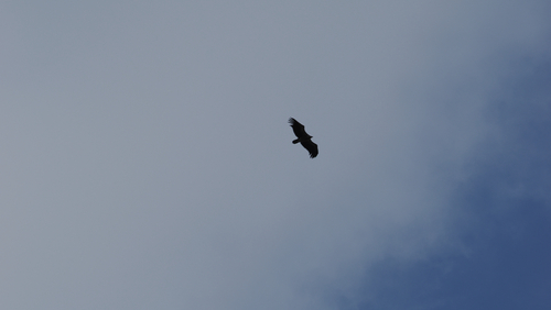 Himalayan Griffon