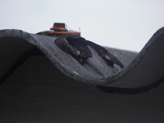 Heraclides anchisiades capys