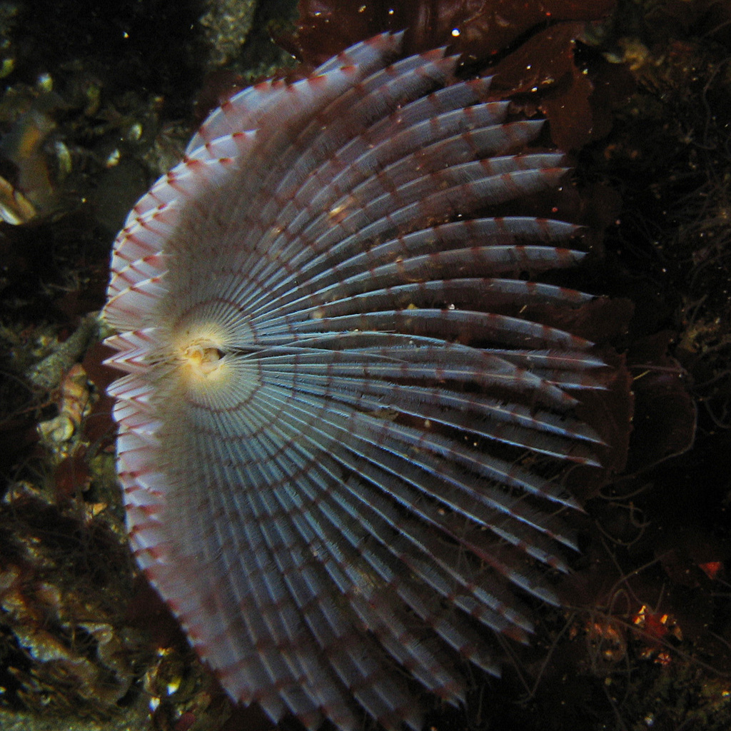 Peacock Worm, photo 1 of 10