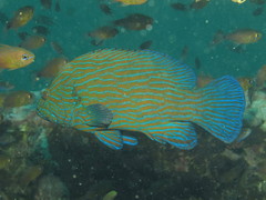 Cephalopholis formosa