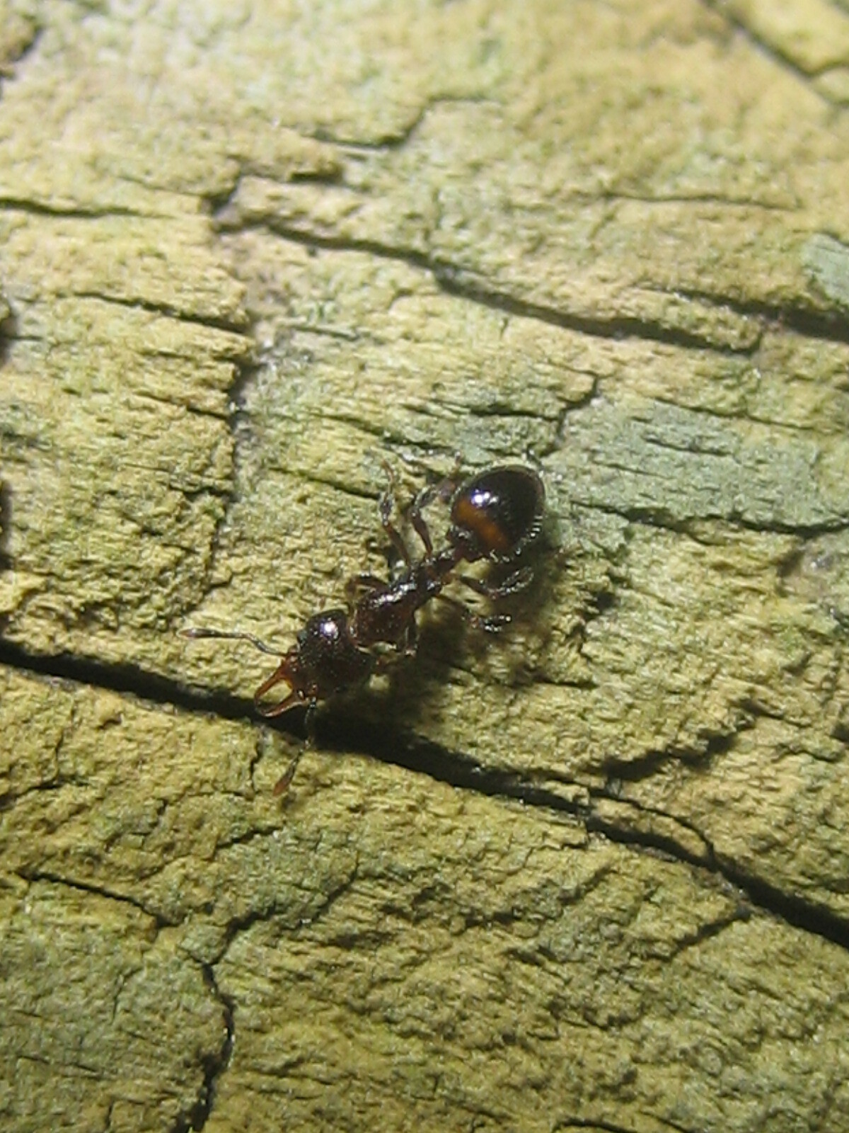Epopostruma avicula