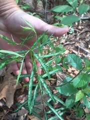 Euphorbia discoidalis