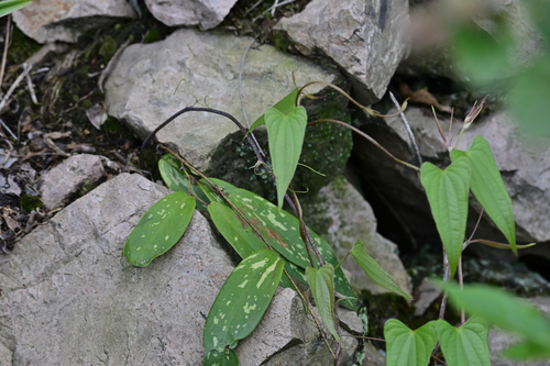 Smilax glabra observed 2026-05-16