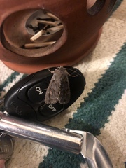 Lithophane furcifera