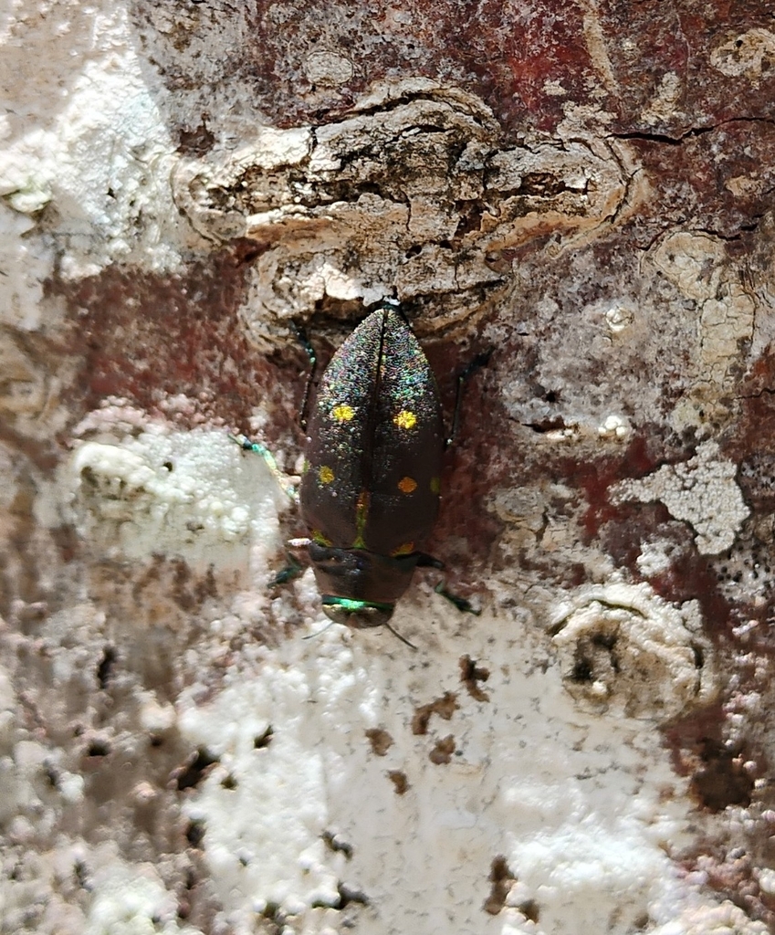 Actenodes auronotatus