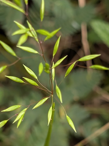 Homolepis aturensis observed 2026-05-22