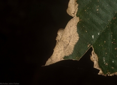 Cyclophora turneri