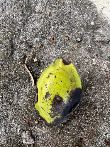 Sea Almond