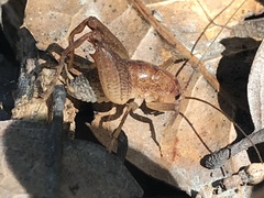 Pristoceuthophilus pacificus