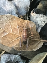 Pristoceuthophilus pacificus