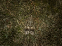 Polylopha epidesma