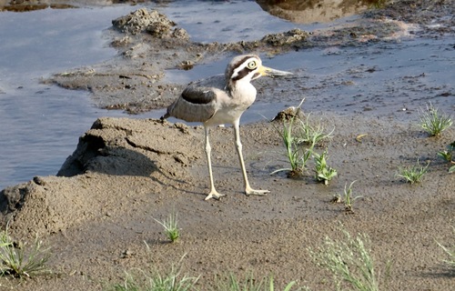 Great Stone-curlew