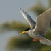 River Tern - Photo (c) Sandeep Somasekharan, some rights reserved (CC BY-NC-ND)