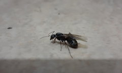 Camponotus