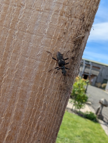 Two-banded Longhorn Beetle