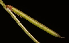 Indigofera erecta