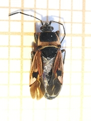 Raglius tristis