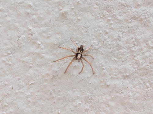 Common Beautiful Running Crab Spider