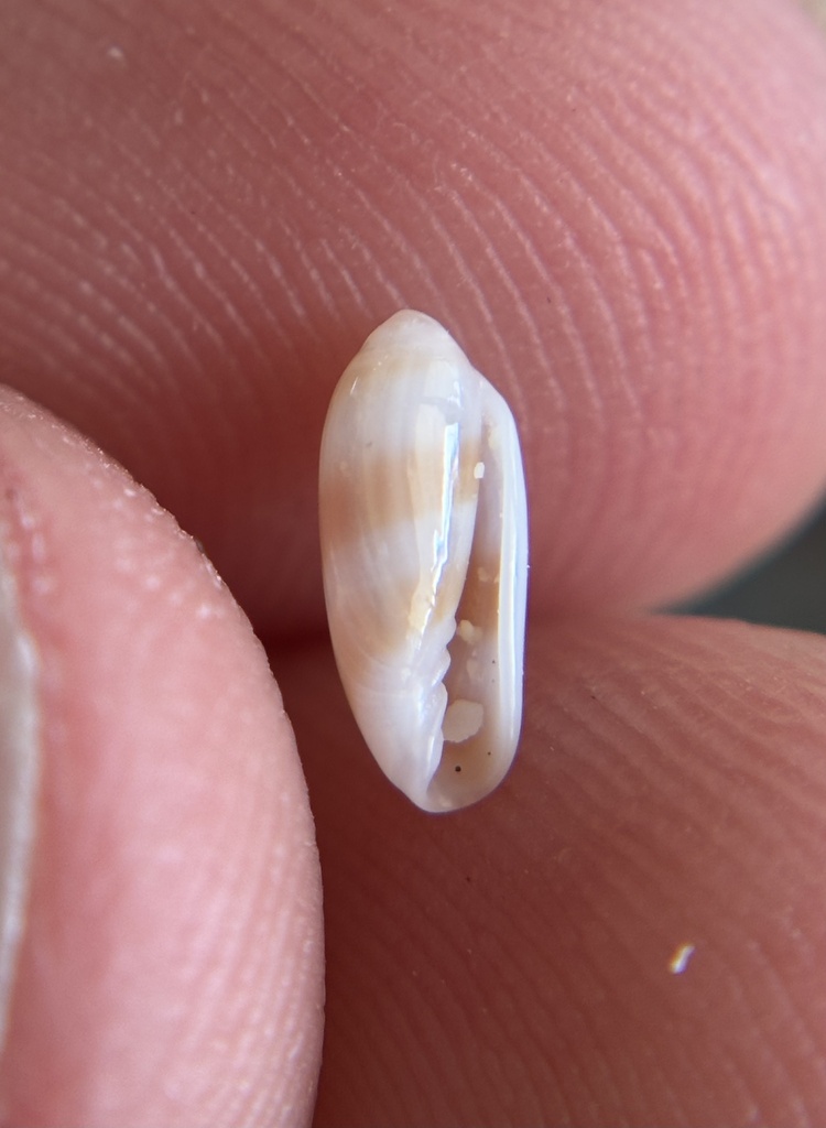 Orange-band Marginella