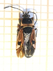 Raglius tristis