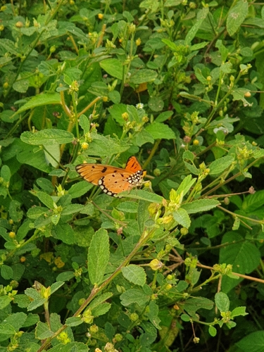 Acraea terpsicore
