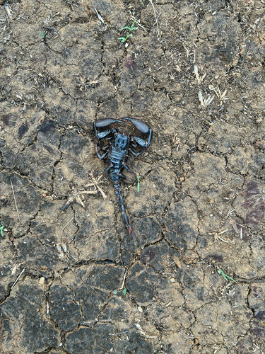 Dark Southern Black Scorpion