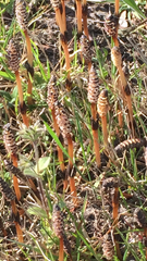 Equisetum arvense