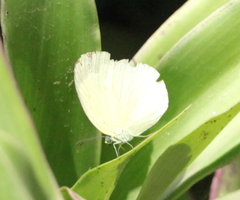 Eurema hecabe solifera