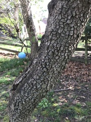 Cornus florida rubra