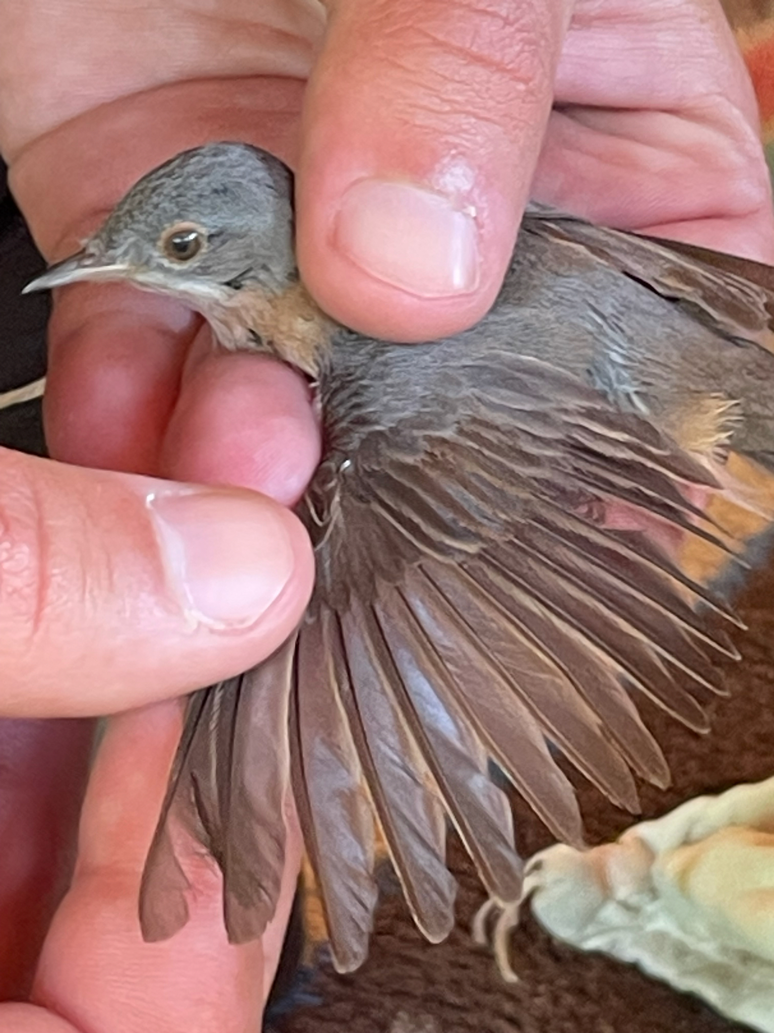 Moltoni's Warbler (Curruca subalpina), photo 5
