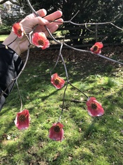 Cornus florida rubra