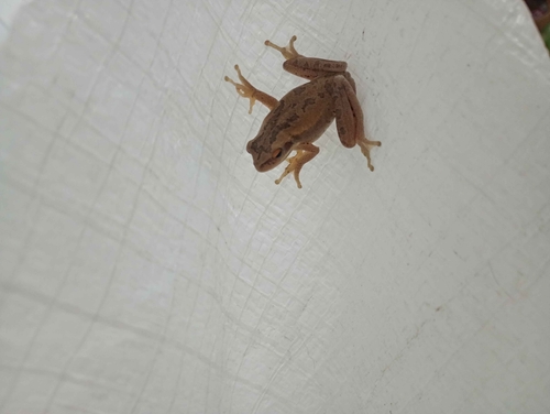 Montevideo Tree Frog