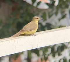 Machetornis rixosa