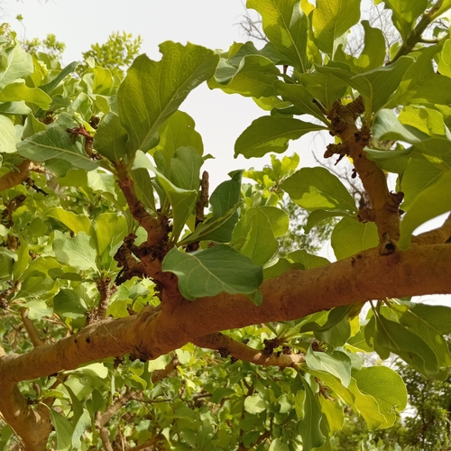 Gardenia erubescens