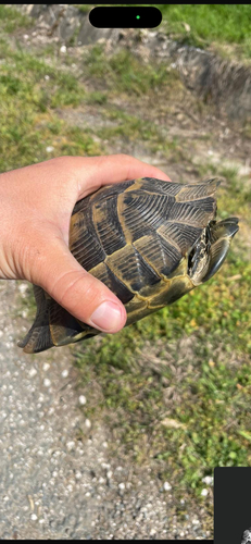 Greek Tortoise