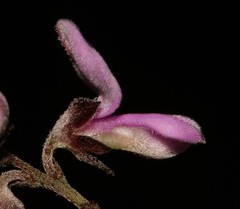 Indigofera concava