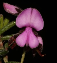 Indigofera concava